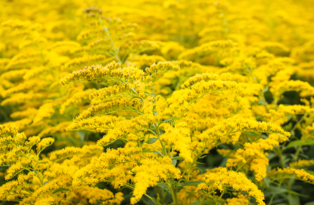 Solidago gigantea or Goldenrod flowering plant.